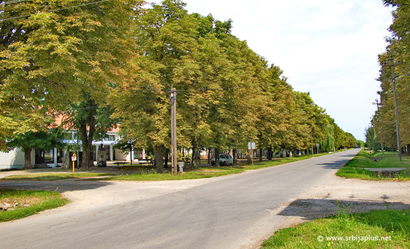 Vojvoda Stepa - Centar sela