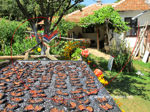 Sušenje šljiva, Bilo, Dimitrovgrad