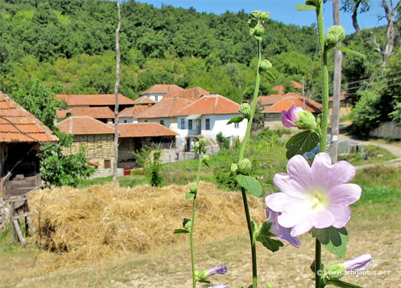 Lep pogled na selo Božinovac, Knjaževac