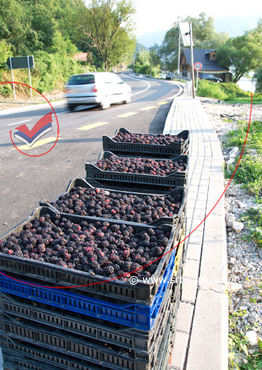 Slatke kupine na uslasku u Budišić, Mali Zvornik