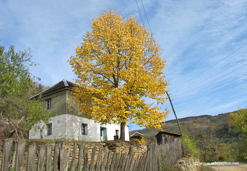 Jesen u Capariću, Ljubovija