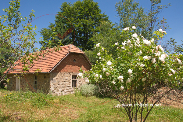 Dvorište s ružom, Čuka, Crna Trava