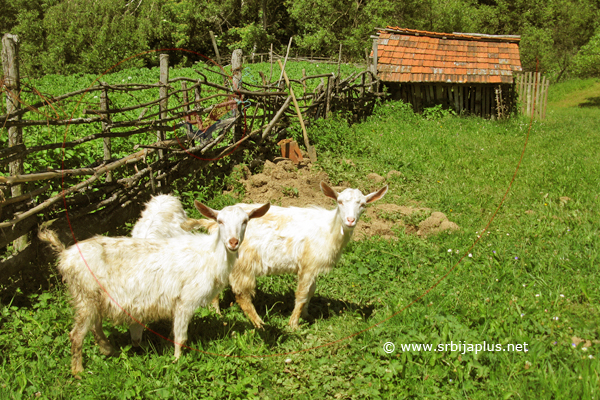 Domaće koze, Čuka, Crna Trava (foto: Andrej Cvetković)