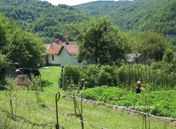 Prskanje organskog krompira metlom i koprivom, Čuka, Crna Trava (foto: Andrej Cvetković)