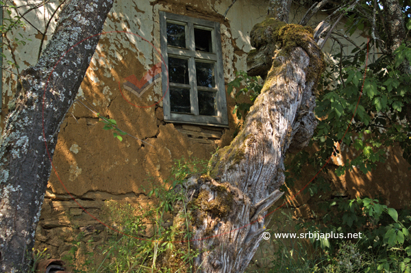 Stogodišnje drvo, Gornje Gare, Crna Trava