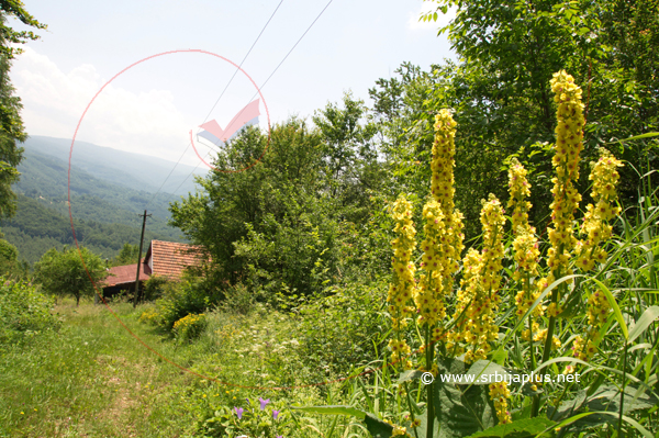 Seoski put, Ostrozub, Crna Trava