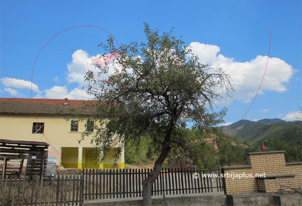 Centar sela Ćuštica, Knjaževac
