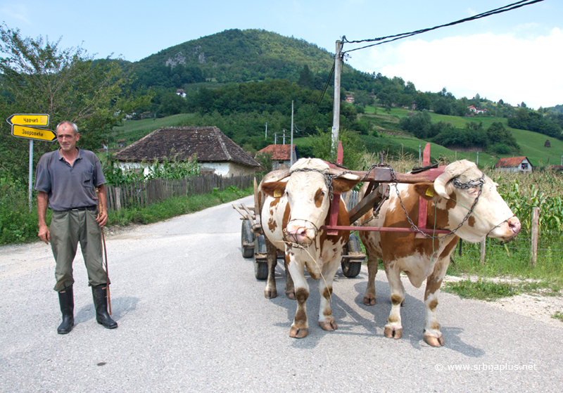 Volovska zaprega, Donja Trešnjica, Mali Zvornik