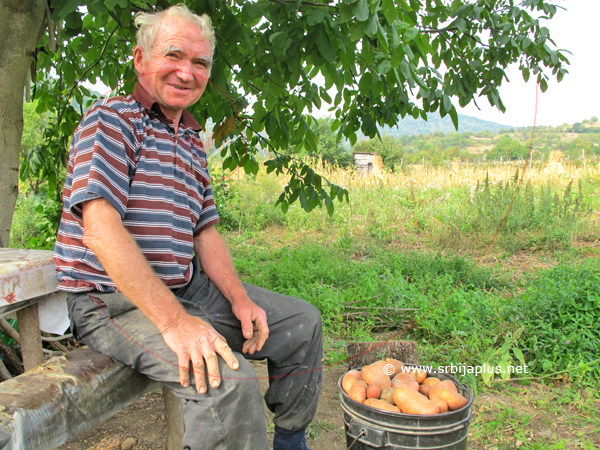 Krompir, Gornja Kamenica, Knjaževac
