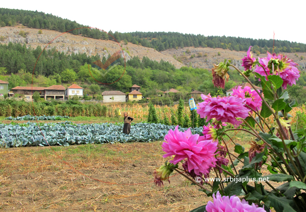 Kupus, Gornja Kamenica, Knjaževac