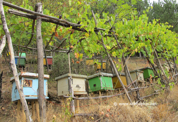 Košnice, Gornja Kamenica, Knjaževac
