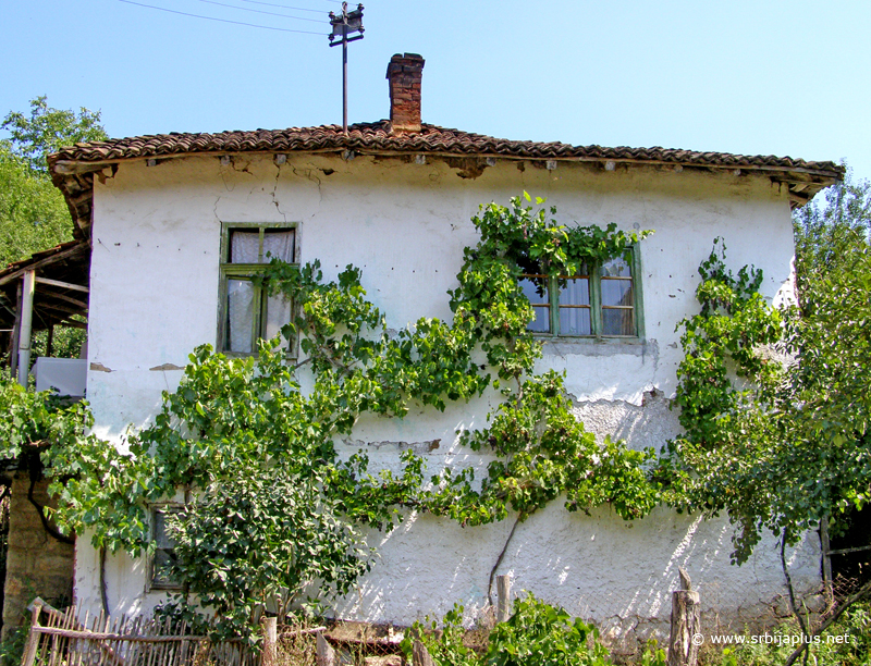 Prelepa bela kuća, obrasla vinovom lozom, Gradište, Knjaževac