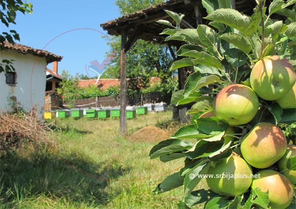 Jabuke i košnice, Kandalica, Knjaževac