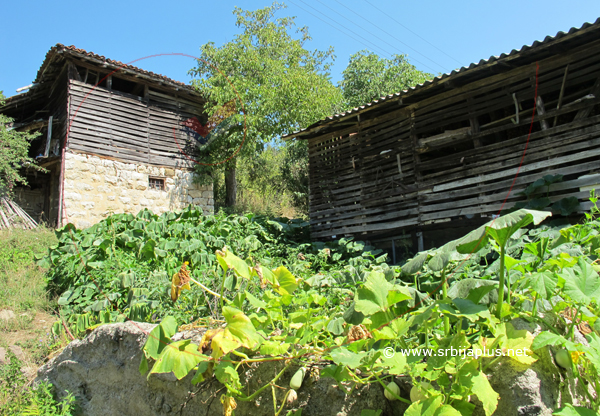 Ambari, Kandalica, Knjaževac