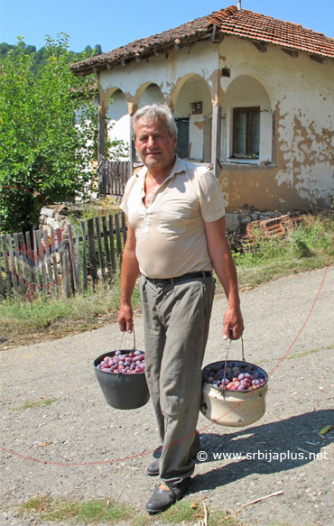 Berba šljiva, Kandalica, Knjaževac