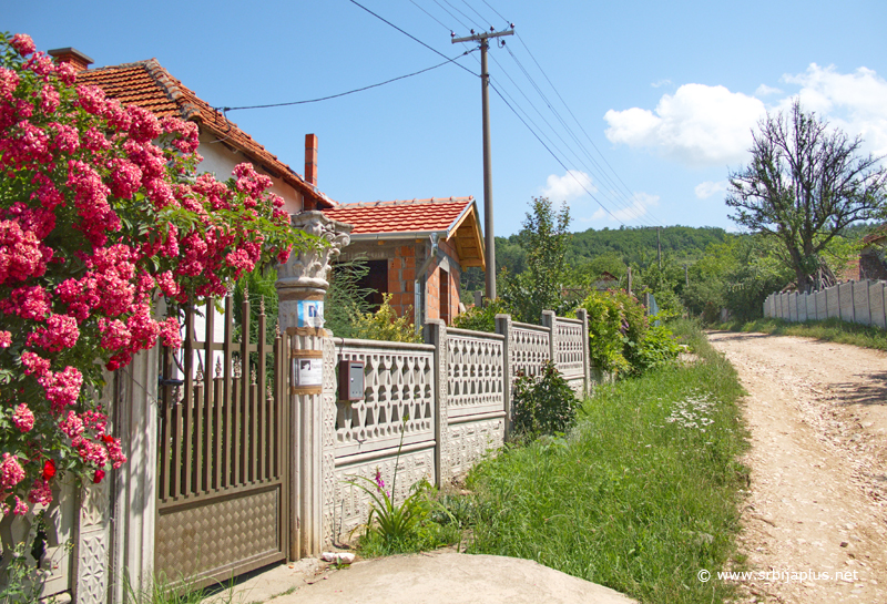 Sokak s mirisom ruža za slatko, Laznica, Žagubica