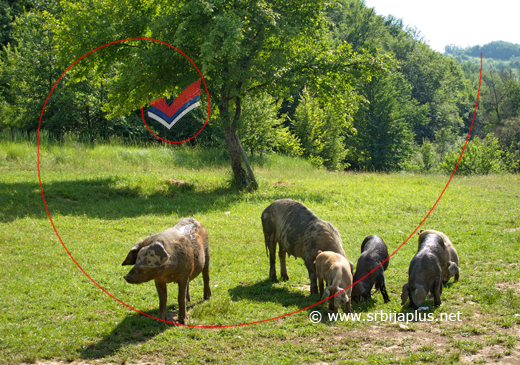 Iznenadni susret sa svinjama, Lipa, Žagubica