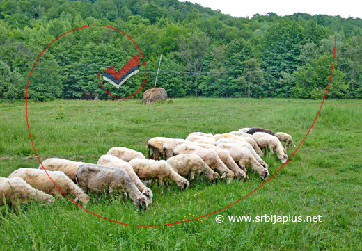 Stado ovaca Vojislava Marinesića, Lipa, Žagubica
