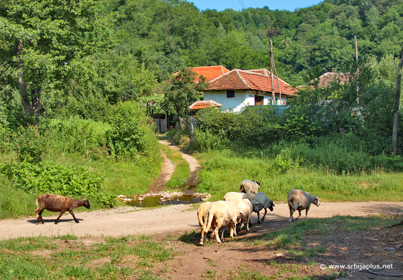 Seoske kuće u Medveđici, Žagubica