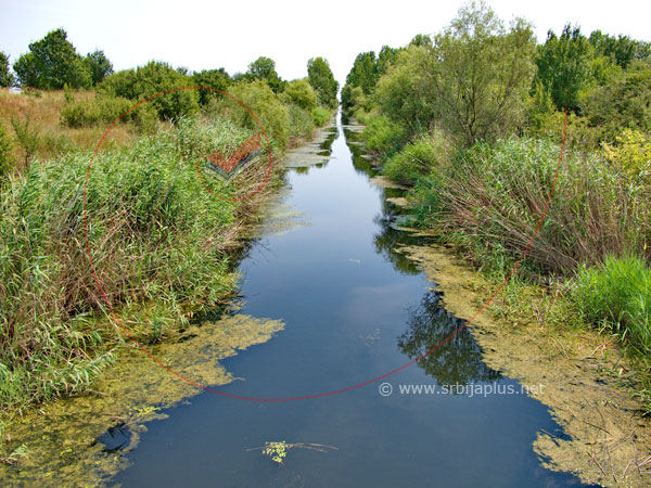 Molinska šuma kod Nove Crnje / Molin Forest nearby Nova Crnja, Serbia