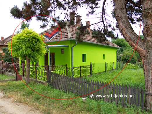 Bagrem s fluorescentnom krošnjom, Osanica, Žagubica