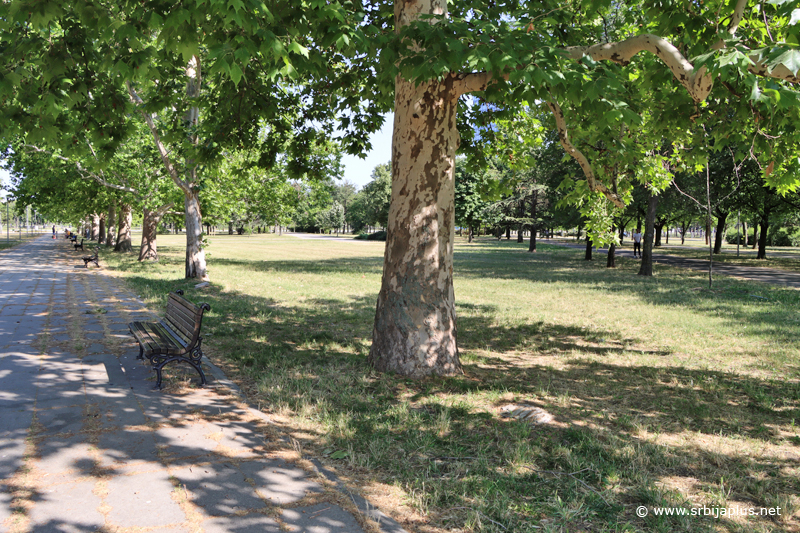 Titov platan u Parku prijateljstva (21. juni 2025. godine)