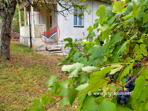 Dvorište Simeuna-Sima Milovanovića - kuća s tremom, stara kruška i vinjaga, Radobuđa, Arilje