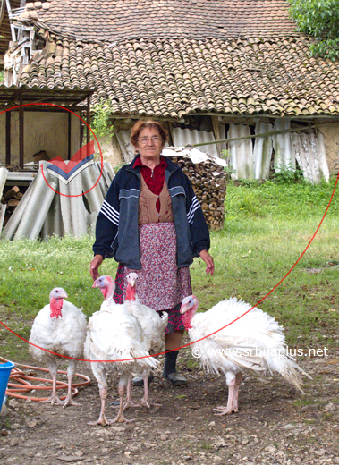 Portret domaćice iz Ribara s ćurkama, Ribare, Žagubica