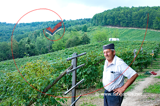 Mirosaljci, malinjaci porodice Stanković, Arilje