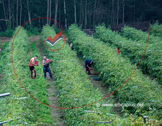 Berba na plantažama u Mirosaljcima, Arilje