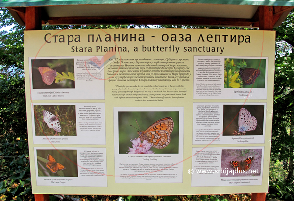 Stara planina, leptiri