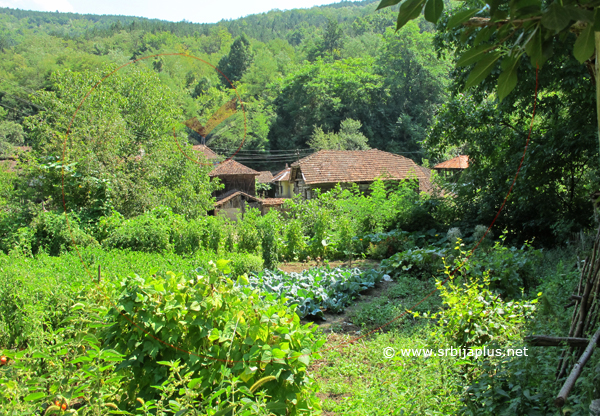 Seoska bašta, Staro Korito, Knjaževac