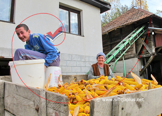 Istovar tek obranog kukuruza u Uzovnici, Ljubovija