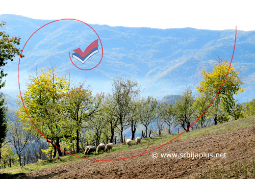 Prvi susret sa selom Veleš - ovce na ispaši, Ljubovija