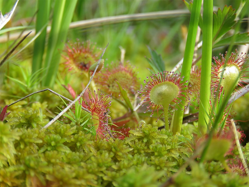 Vlasinsko jezero - Rosulje, ili mesožderke (lat. Drosera rotundifolia)