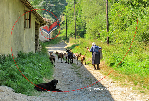 Letnje podne u Vlkoviji, Dimitrovgrad