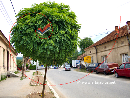 Drvored bagrema s okrugom krošnjom u Žagubici