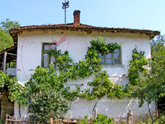 Bela kuća obrasla vinovom lozom, Aldinac, Knjaževac, Istočna Srbija / White village house with vine