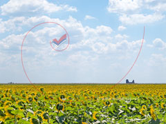 Polja suncokreta u blizini manastira Arača, Novi Bečej / Fields of sunflowers nearby the monastery of Araca, Serbia